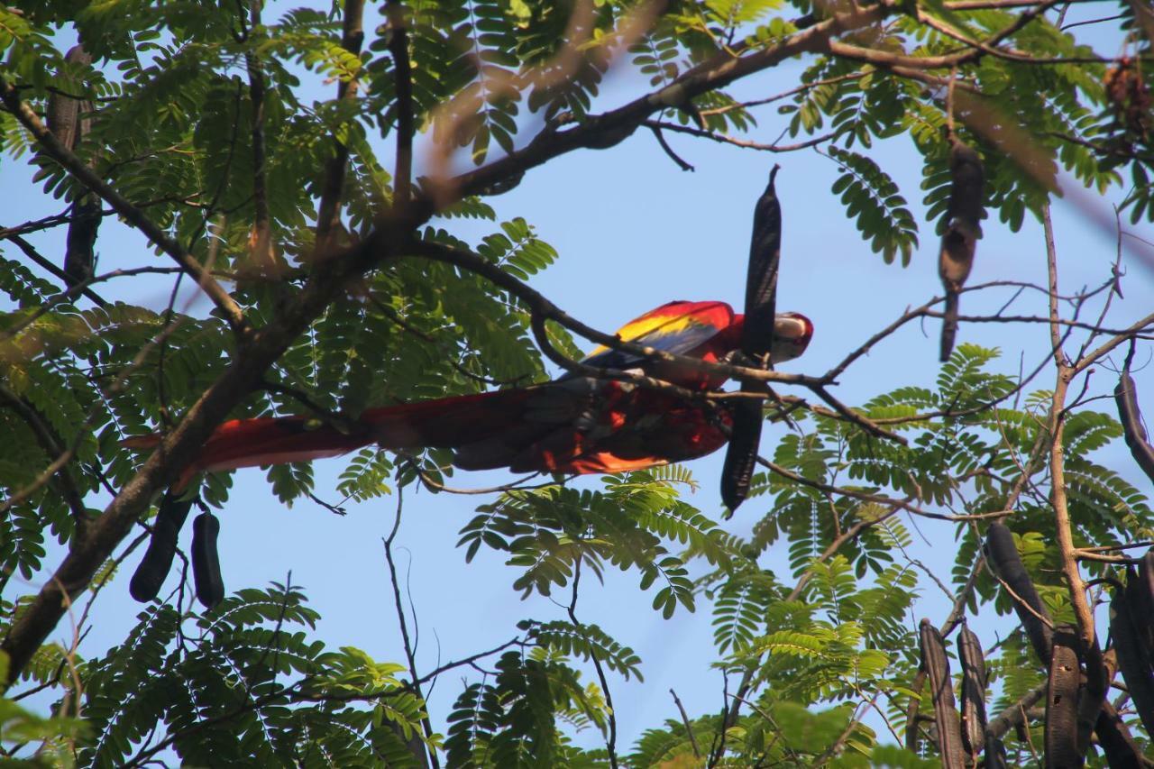 Teva Hotel&Jungle Reserve Nationalpark Nationalpark Manuel Antonio Exterior foto